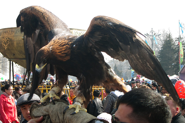aquila-chrysaetos_02.jpg