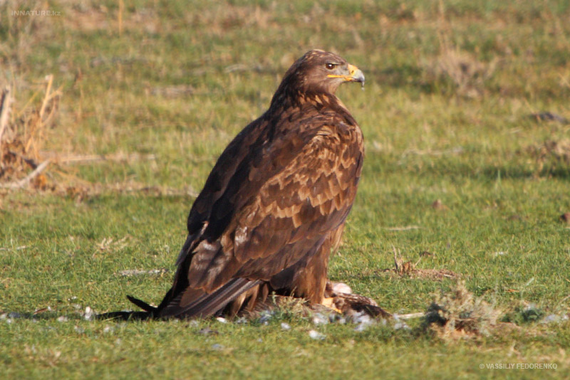 aquila-nipalensis_05.jpg