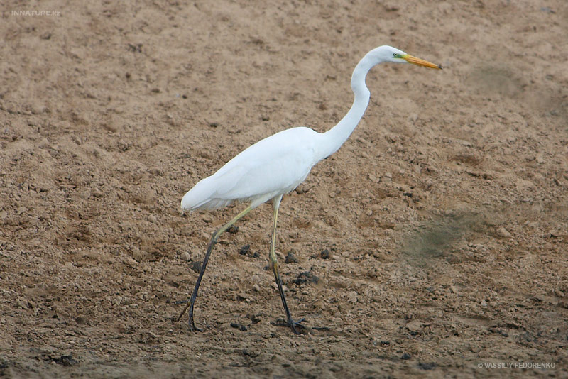 ardea-alba_01.jpg
