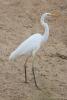 ardea-alba_02_t1.jpg