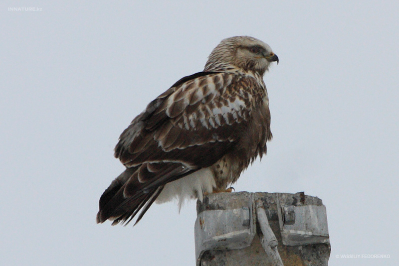 buteo-lagopus_01.jpg