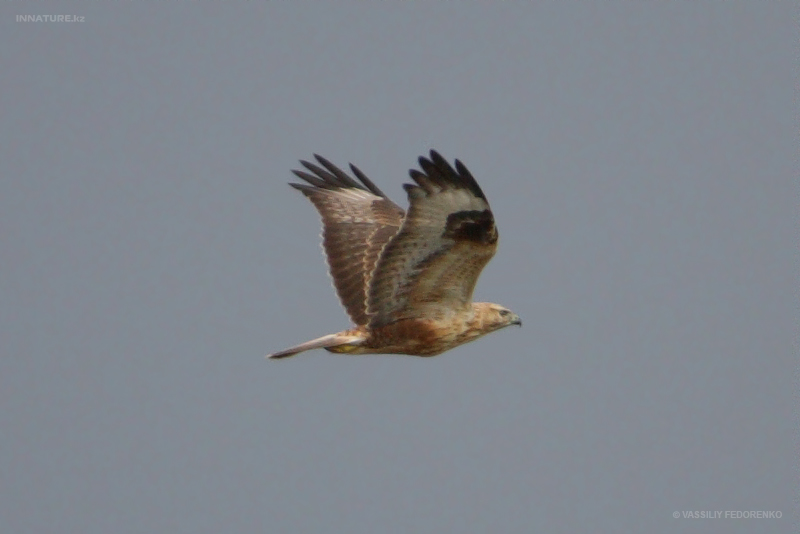 buteo-rufinus_01_1.jpg