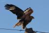 buteo-rufinus_01_t1_2.jpg