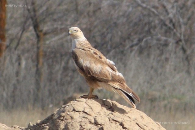 buteo-rufinus_02.jpg
