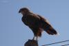 buteo-rufinus_02_t1_1.jpg