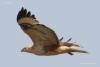 buteo-rufinus_03_t1.jpg