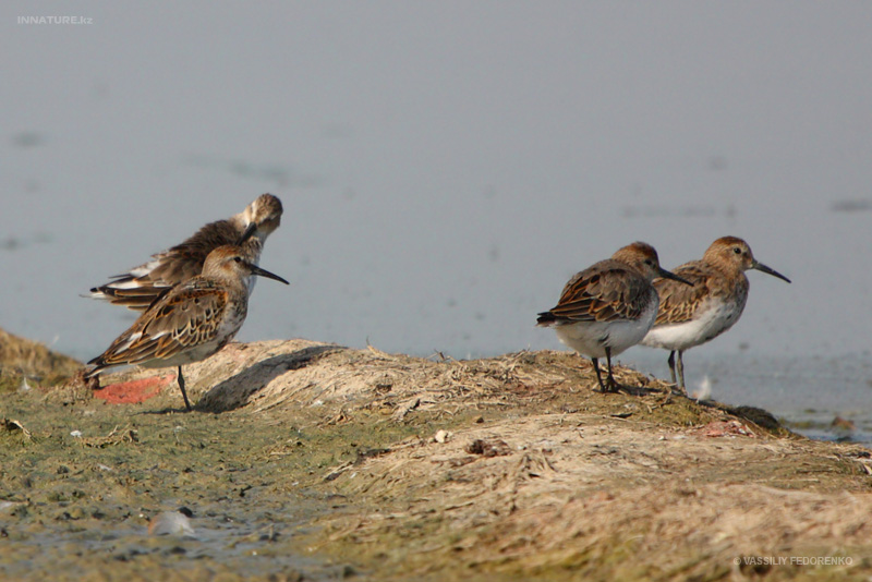 calidris-alpina_01.jpg