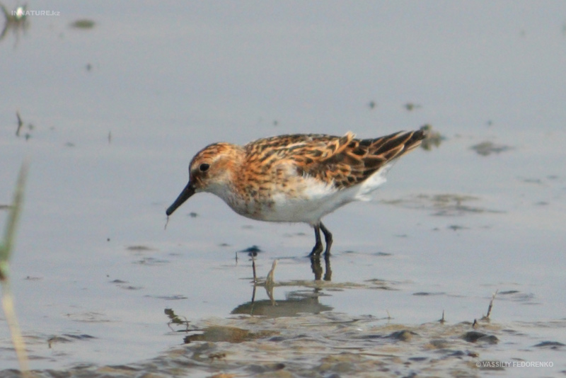 calidris-minuta_01.jpg
