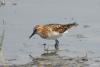calidris-minuta_01_t1.jpg