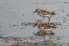 calidris-minuta_02_t1.jpg