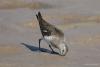 calidris_01_t1.jpg