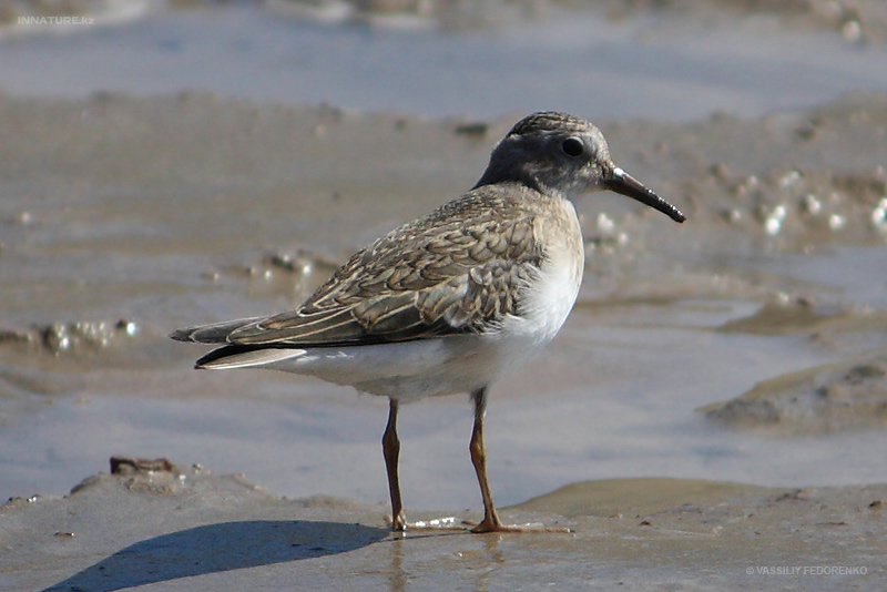 calidris_02.jpg
