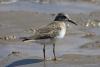 calidris_02_t1.jpg