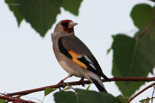carduelis-caniceps_07.jpg