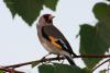 carduelis-caniceps_07_t1.jpg