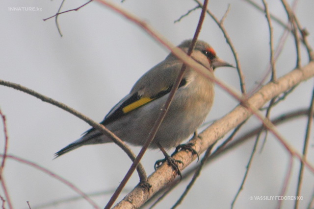 carduelis_caniceps_05.jpg