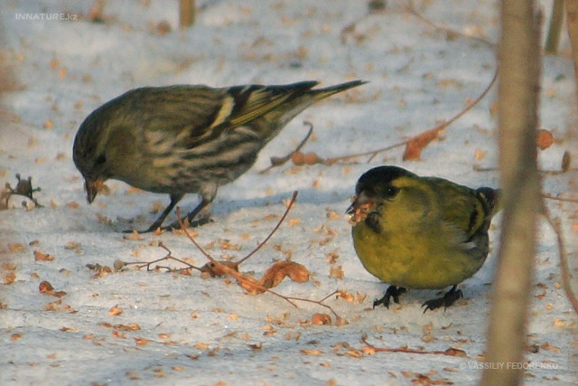 carduelis_spinus_02.jpg
