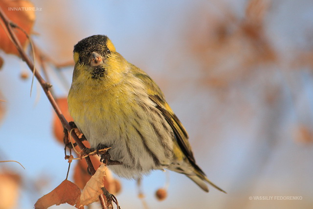 carduelis_spinus_05.jpg