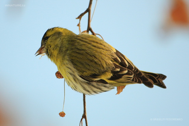 carduelis_spinus_10.jpg