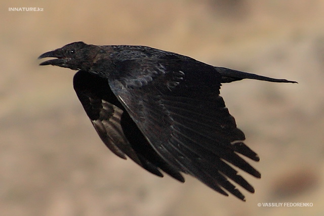 carrion_crow_01.jpg