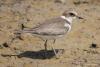 charadrius-dubius_01_t1.jpg