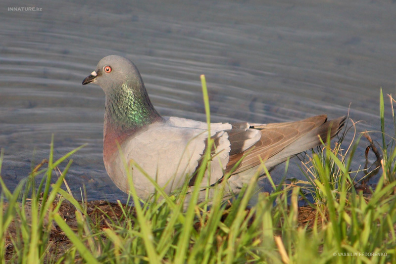 columba-rupestris_01.jpg