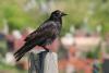 corvus-corax_01_t1_1.jpg