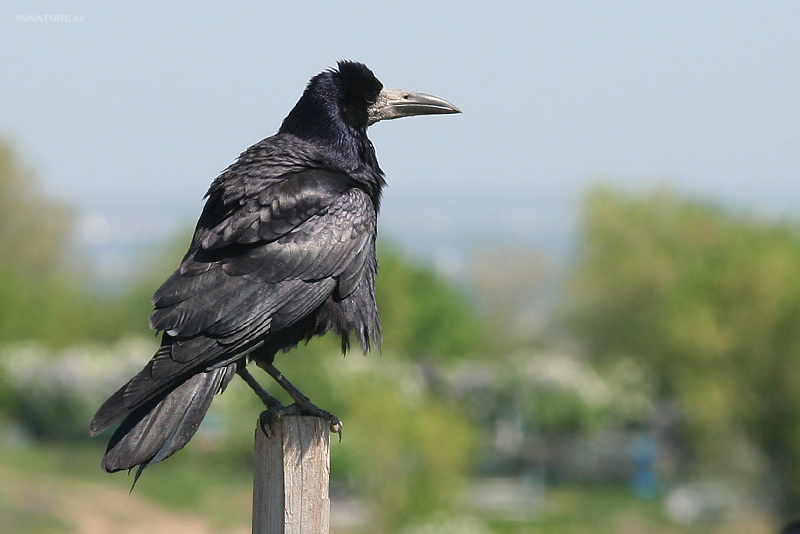 corvus-frugilegus_01.jpg