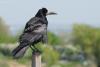corvus-frugilegus_01_t1.jpg