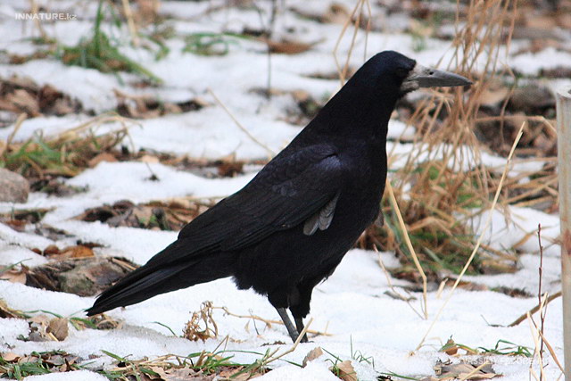 corvus_frugilegus.jpg