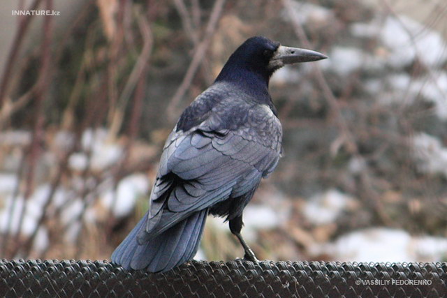 corvus_frugilegus_02.jpg