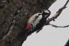 dendrocopos_leucopterus_01_t1.jpg