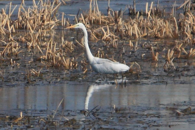 egretta_alba_04.jpg