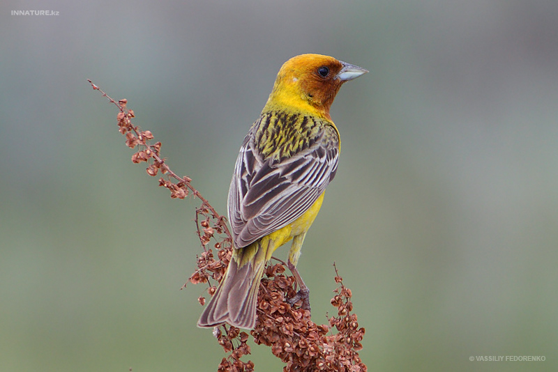 emberiza-bruniceps_01.jpg