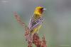 emberiza-bruniceps_01_t1.jpg