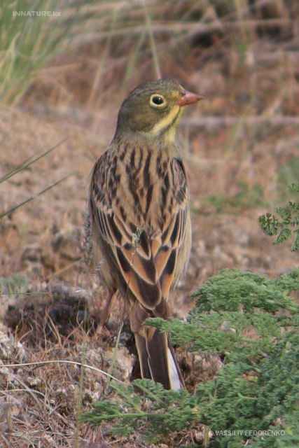 emberiza-hortulana_01.jpg