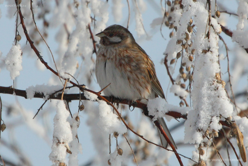 emberiza-leucocephala_01.jpg