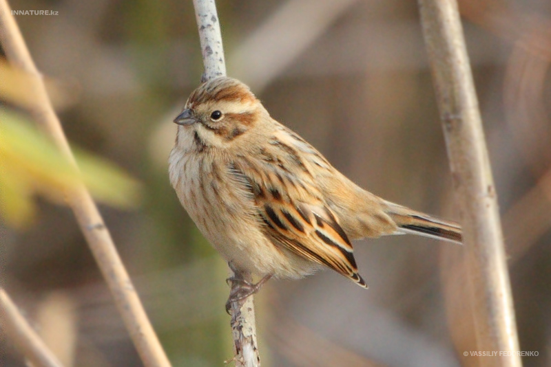 emberiza-schoeniclus_01.jpg