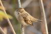 emberiza-schoeniclus_01_t1.jpg
