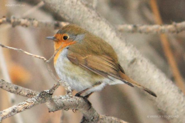 erithacus_rubecula_01.jpg
