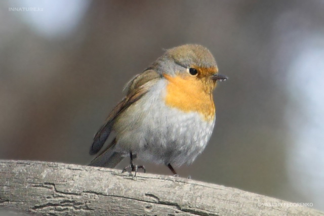 erithacus_rubecula_02.jpg