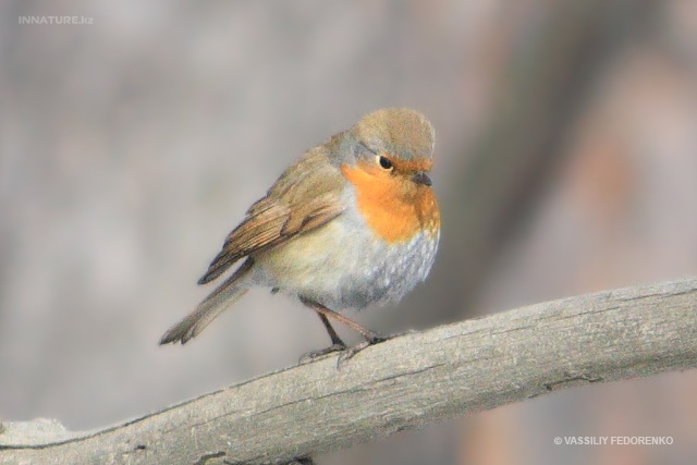 erithacus_rubecula_03.jpg
