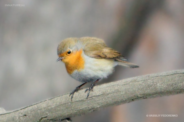 erithacus_rubecula_04.jpg