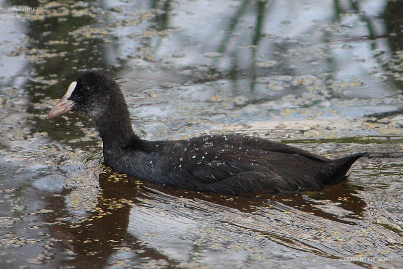 fulica-atra_01.jpg