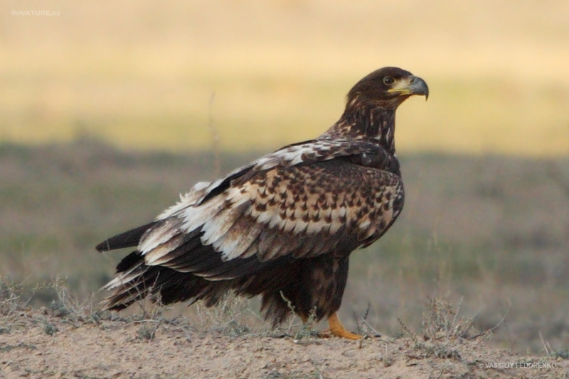 haliaeetus-albicilla_01_1.jpg