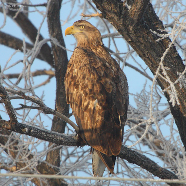 haliaeetus-albicilla_01_3.jpg
