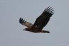 haliaeetus-albicilla_01_t1.jpg