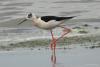 himantopus-himantopus_02_t1_1.jpg