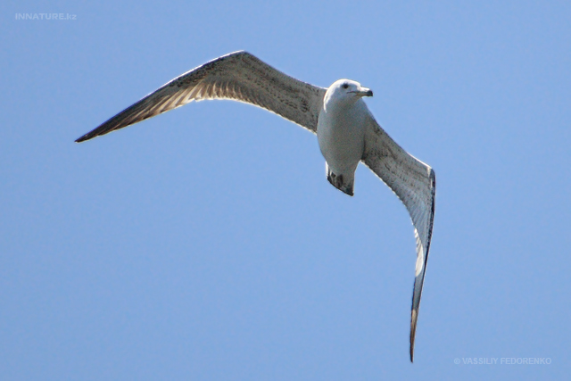 larus-cachinnans_02.jpg