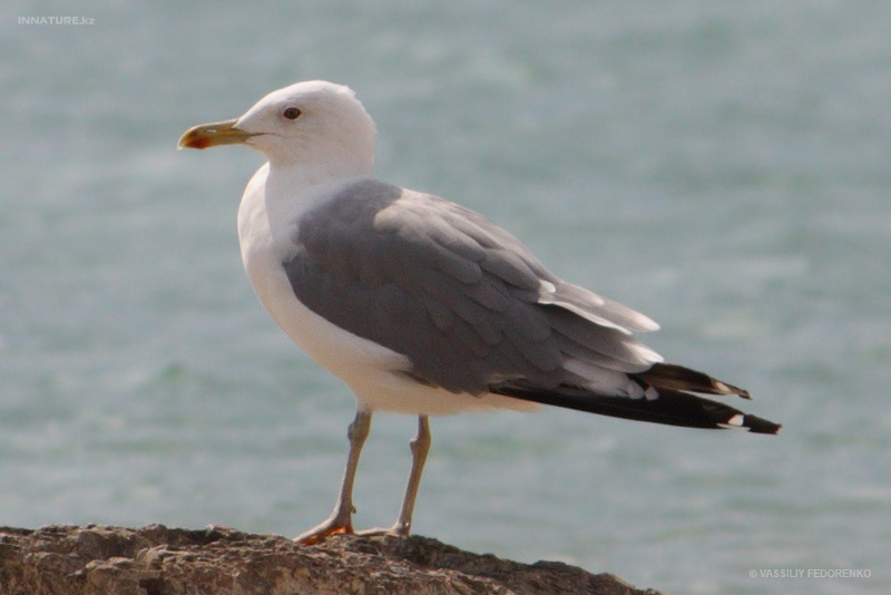 larus-cachinnans_02_1.jpg